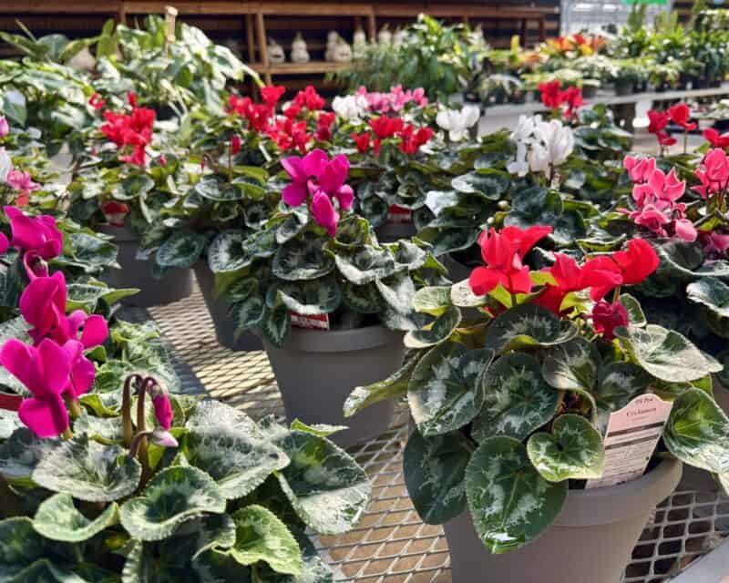Cyclamen 8" Patio Pots at Countryside Greenhouse