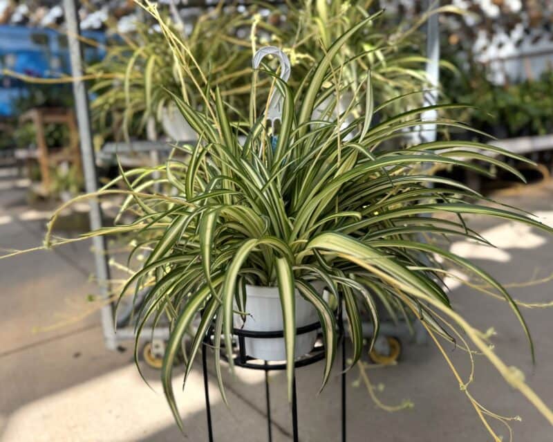 Spider Plant at Countryside Greenhouse