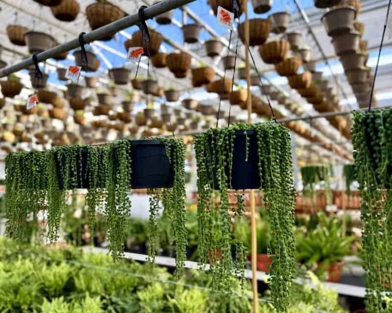String of Pearls 8" Basket at Countryside Greenhouse