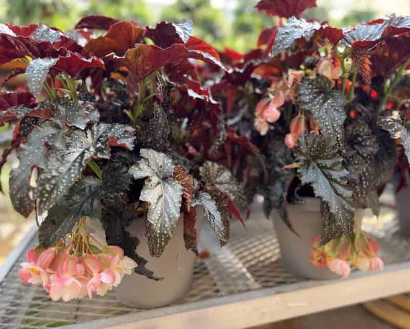 Angel Wing Begonia 8" Patio Pot at Countryside Greenhouse