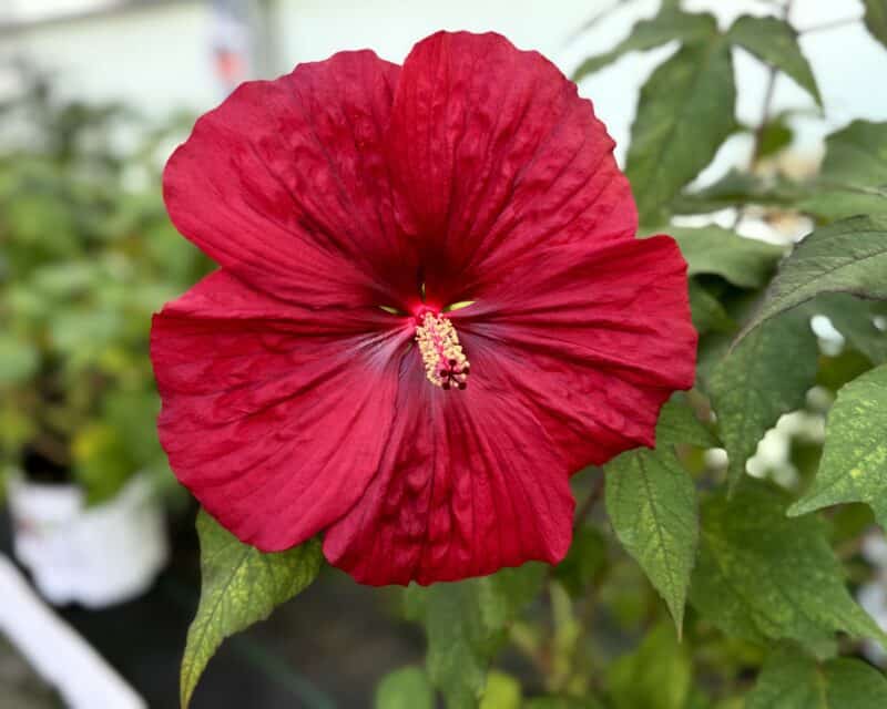 Perennial Hibiscus at Countryside Greenhouse