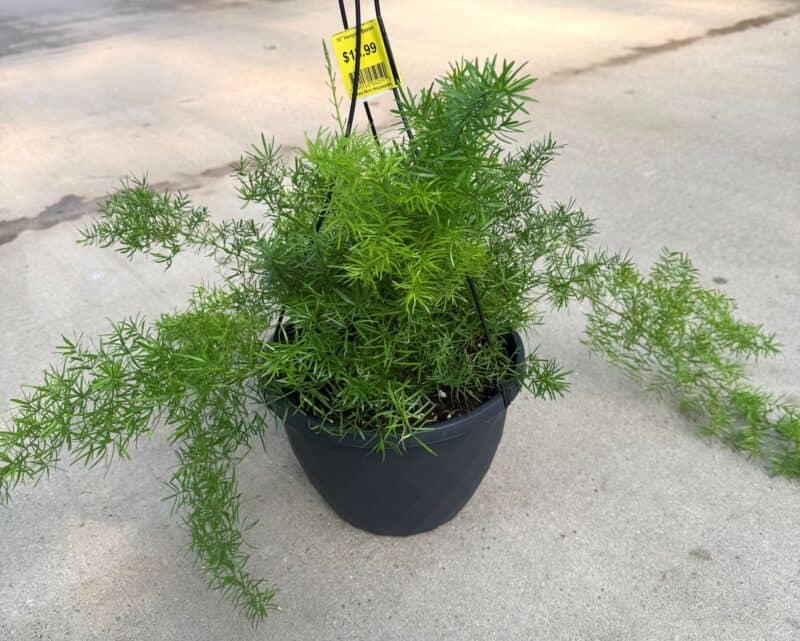 10" Asparagus Fern basket at Countryside Greenhouse