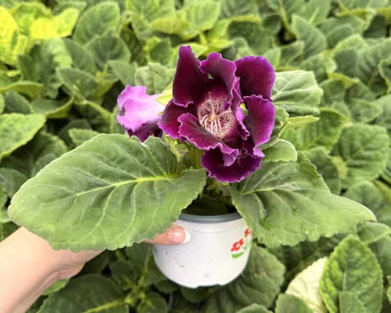 5" Gloxinia at Countryside Greenhouse