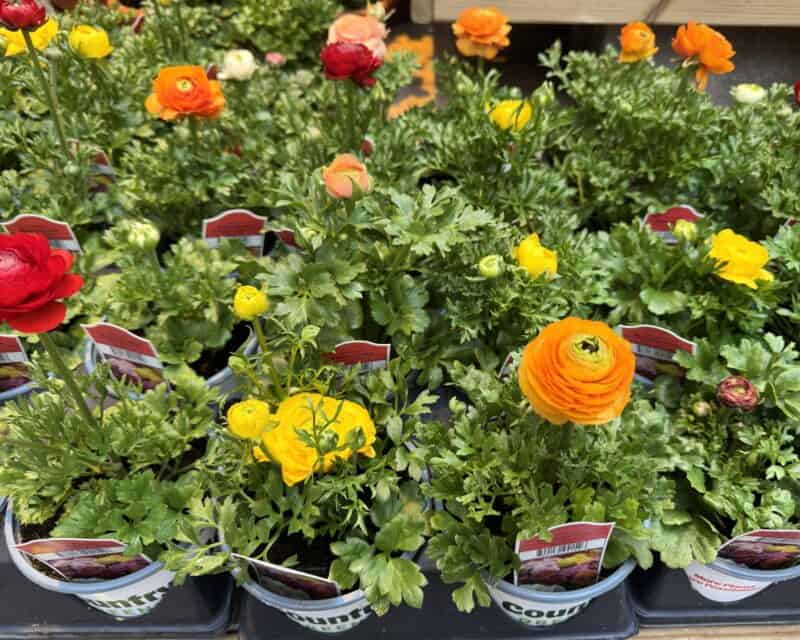 5" Ranunculus at Countryside Greenhouse