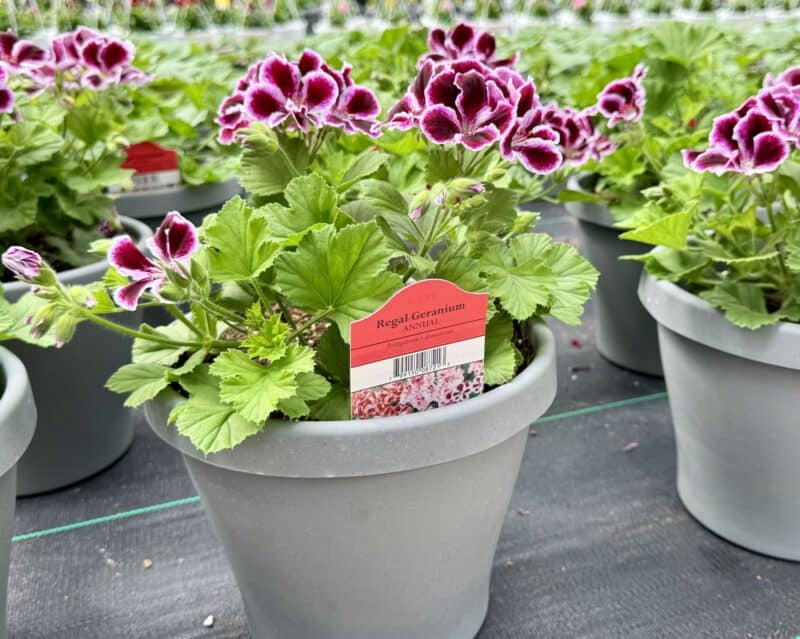 8" Regal Geraniums at Countryside Greenhouse