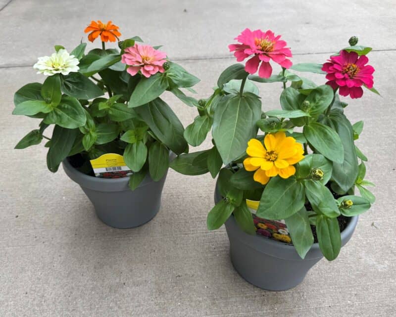 8" Zinnia at Countryside Greenhouse