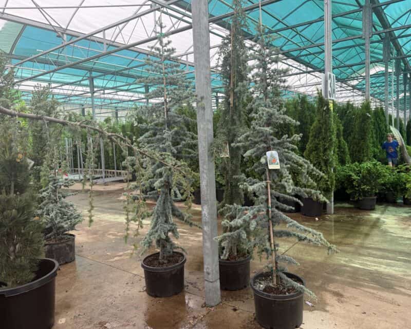 #10 Blue Atlas Cedar at Countryside Greenhouse