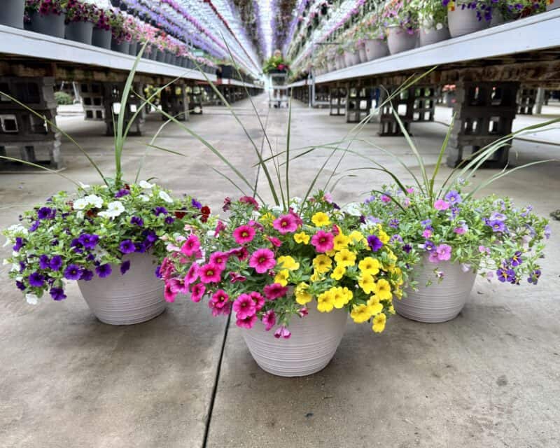 10" Calibrachoa & Spike Patio Containers at Countryside Greenhouse