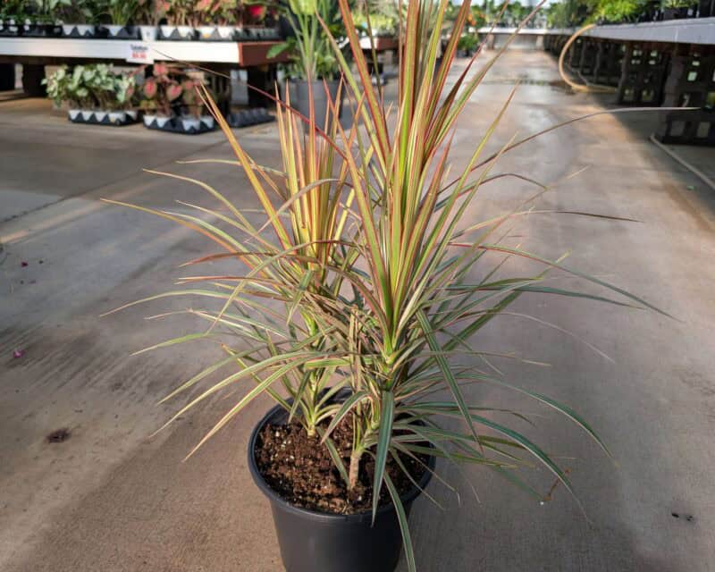 10" Dracaena at Countryside Greenhouse