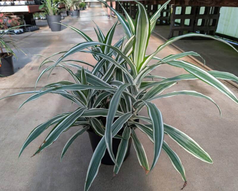 10" Dracaena White Strip at Countryside Greenhouse
