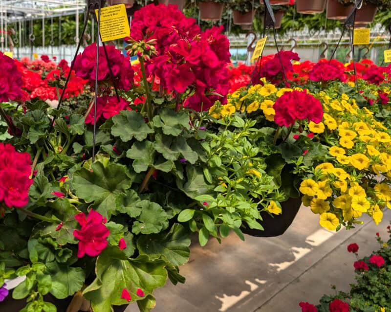 10" Geranium Combination Hanging Baskets at Countryside Greenhouse
