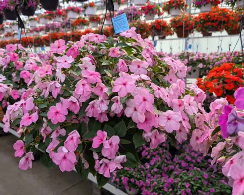 10" Impatien Hanging Baskets at Countryside Greenhouse