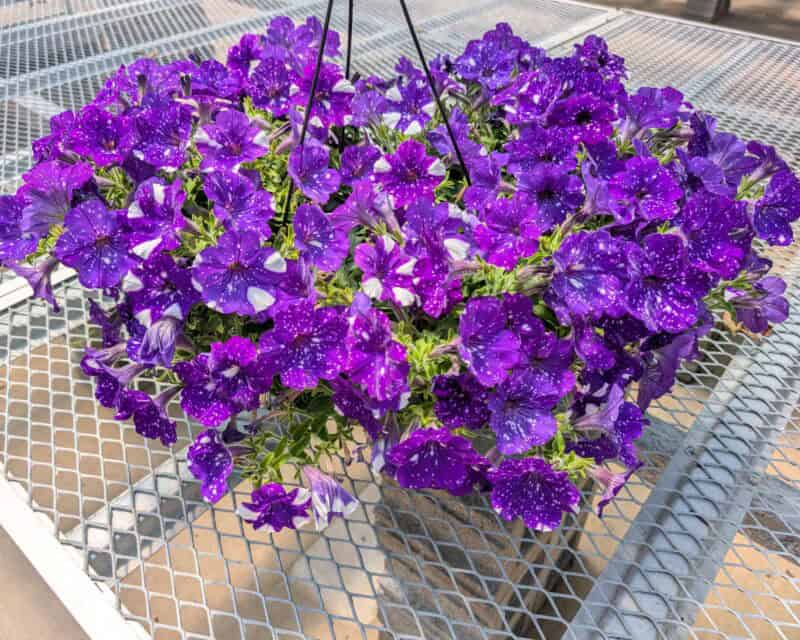10" Night Sky Petunia Baskets at Countryside Greenhouse
