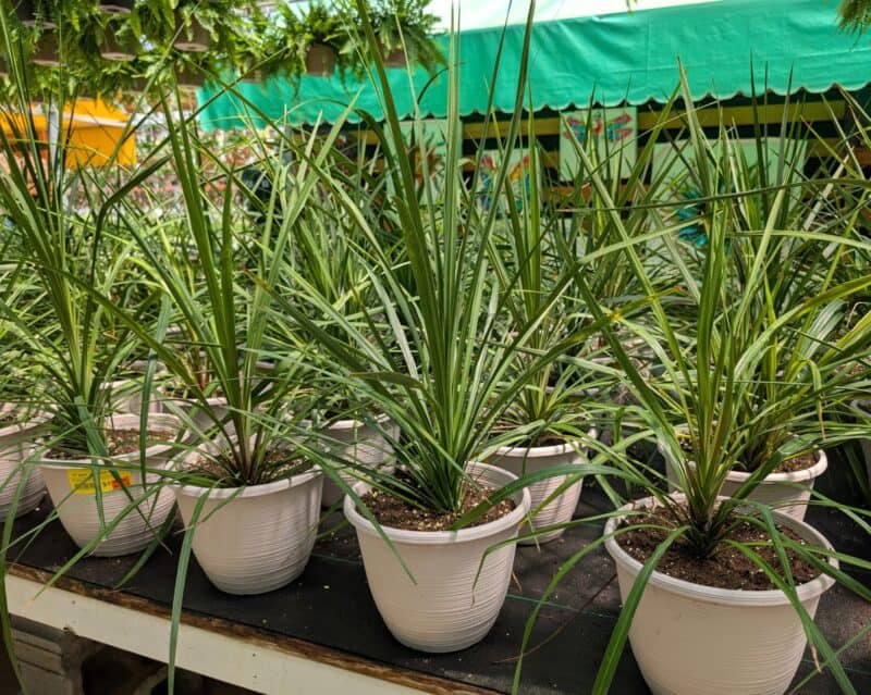 10" Patio Spikes at Countryside Greenhouse