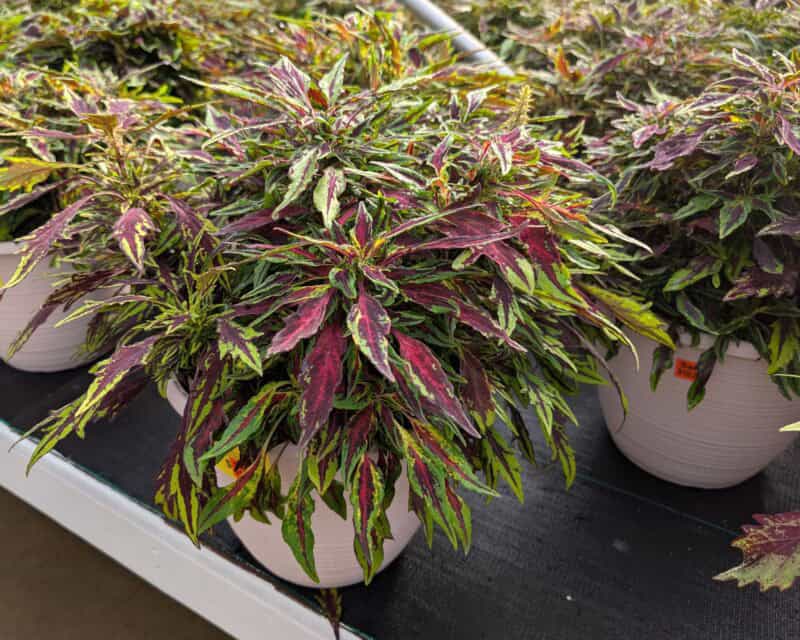 10" Sun Coleus Patio Planters at Countryside Greenhouse
