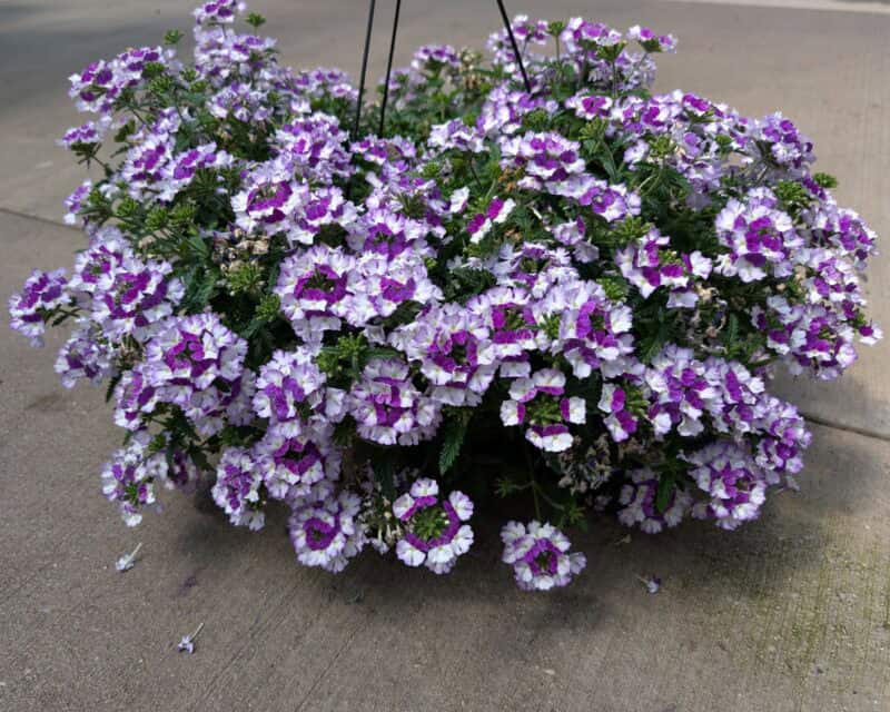 10" Verbena Hanging Baskets at Countryside Greenhouse
