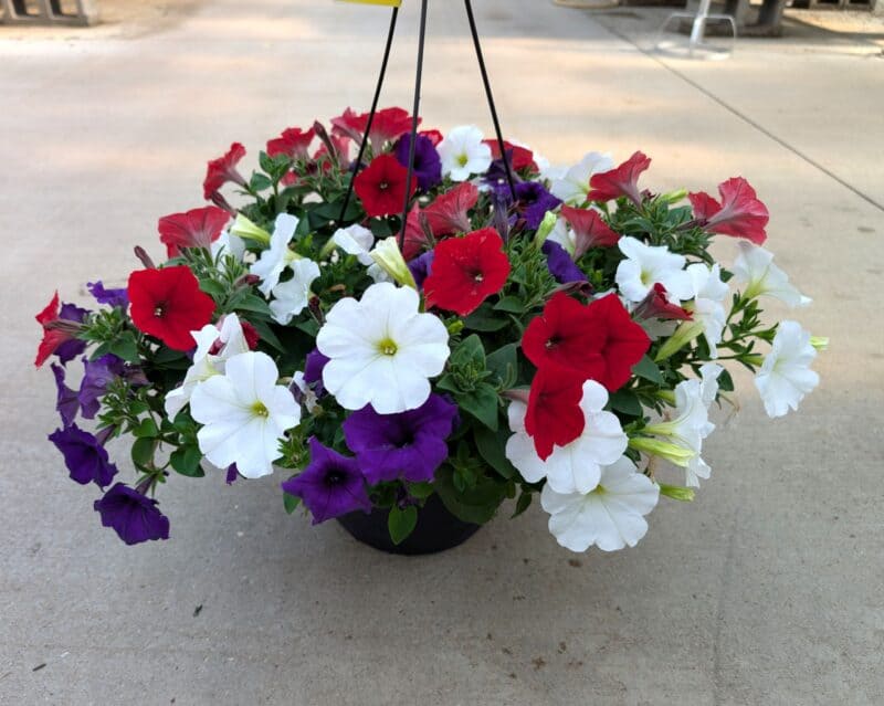 10" Wave Petunia Hanging Baskets at Countryside Greenhouse