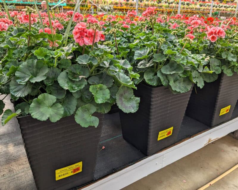 12" Sloan Patio Geranium With Spike at Countryside Greenhouse
