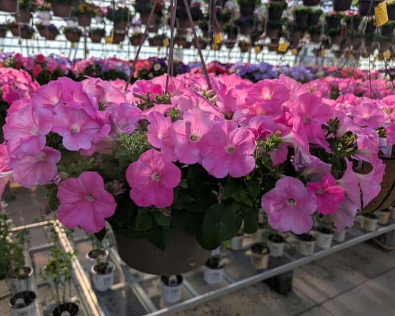 12" Wave Petunia Hanging Baskets at Countryside Greenhouse