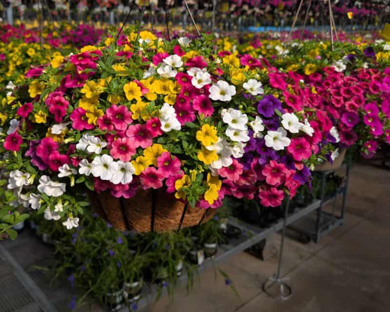 14" Calibrachoa Hanging Baskets at Countryside Greenhouse