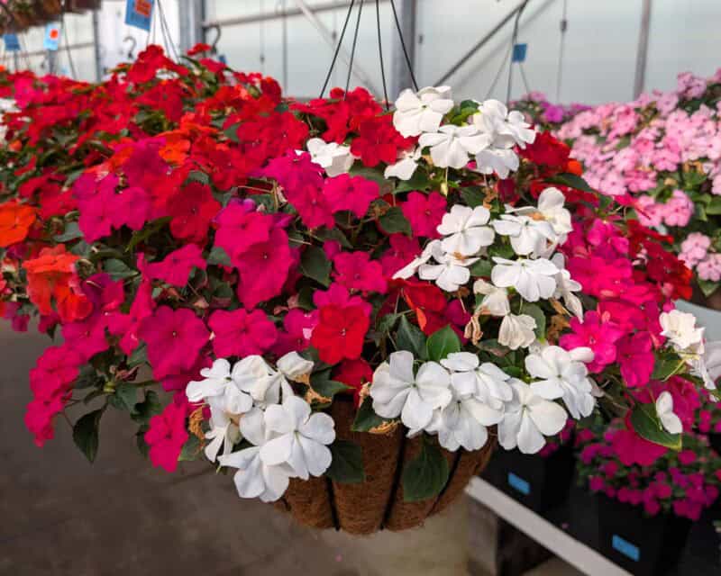 14" Coco Moss Impatien Hanging Baskets at Countryside Greenhouse
