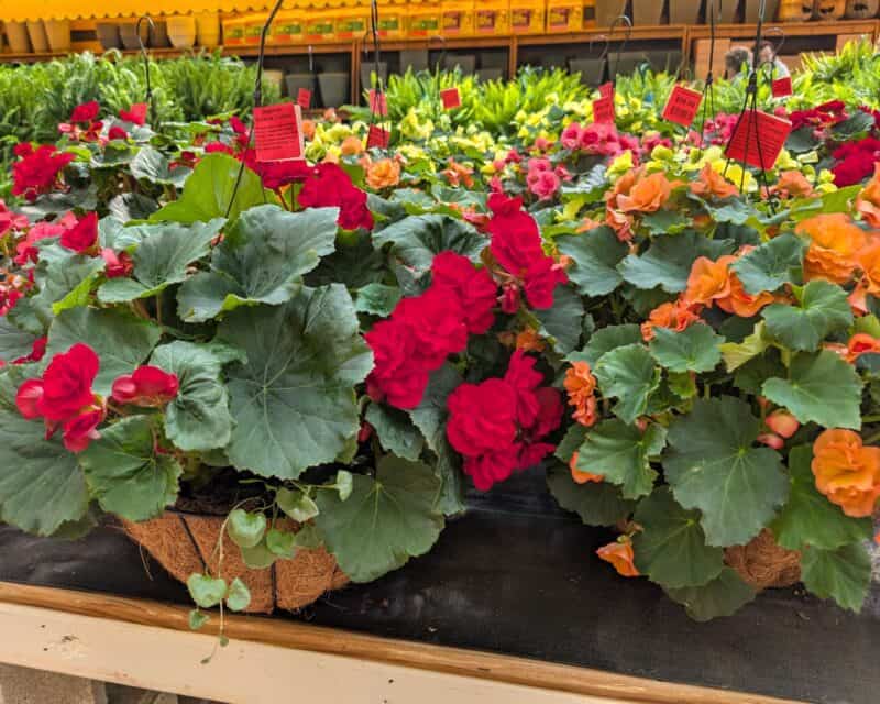 14" Solenia Begonia Baskets at Countryside Greenhouse