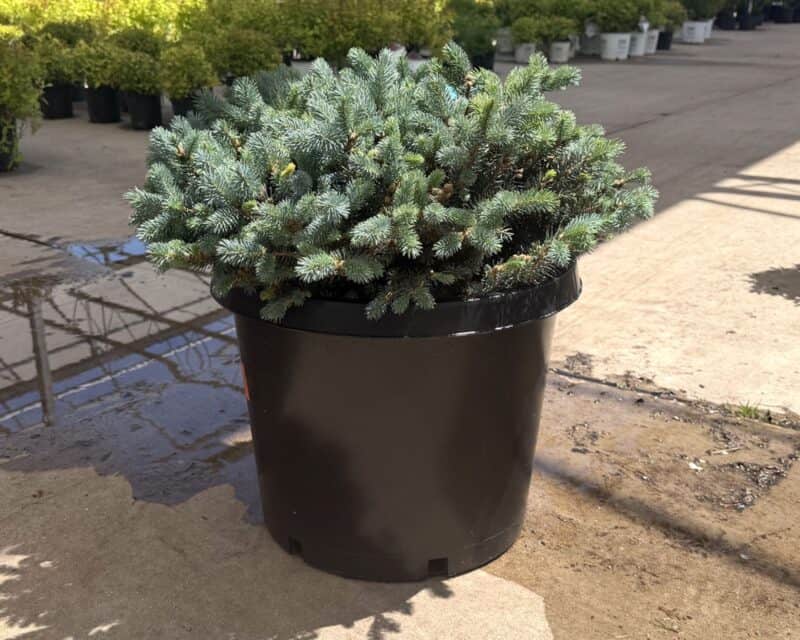 18-21" Globe Blue Spruce at Countryside Greenhouse