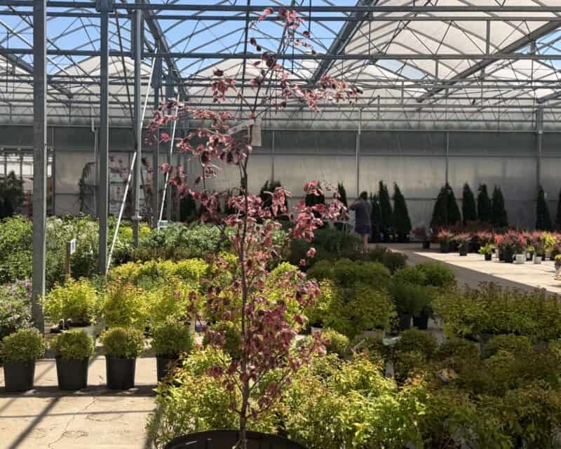 5-6’ Tricolor Beech at Countryside Greenhouse