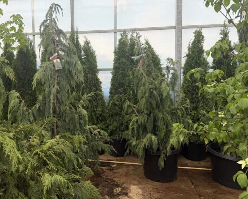 5-6 ‘ Weeping Alaskan Cedar at Countryside Greenhouse