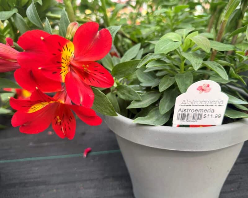 8" Alstroemeria at Countryside Greenhouse