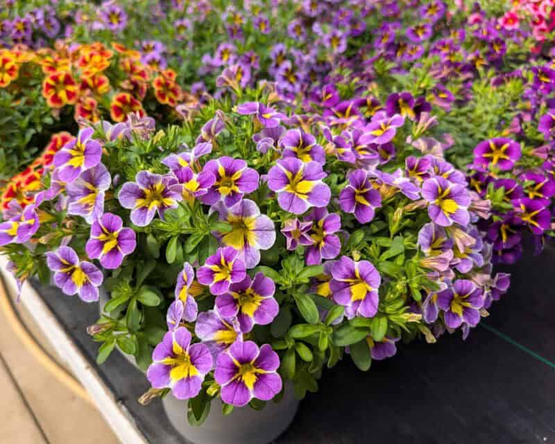 8" Calibrachoa Patio Pots at Countryside Greenhouse