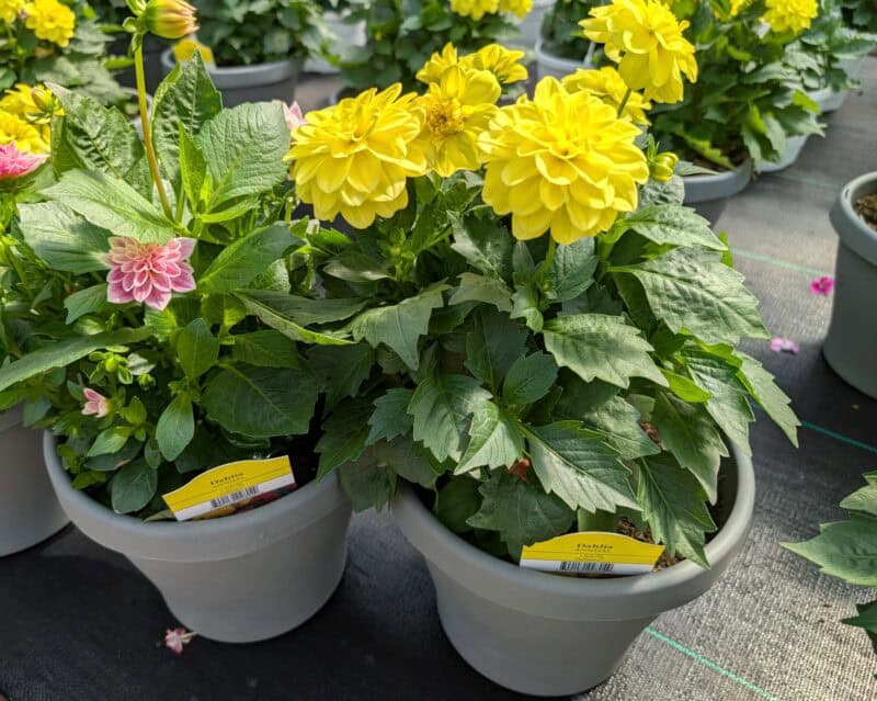 8" Dahlietta Patio Pots at Countryside Greenhouse