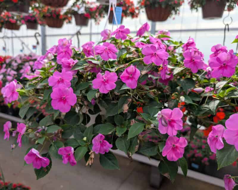 8" Impatien Hanging Baskets at Countryside Greenhouse