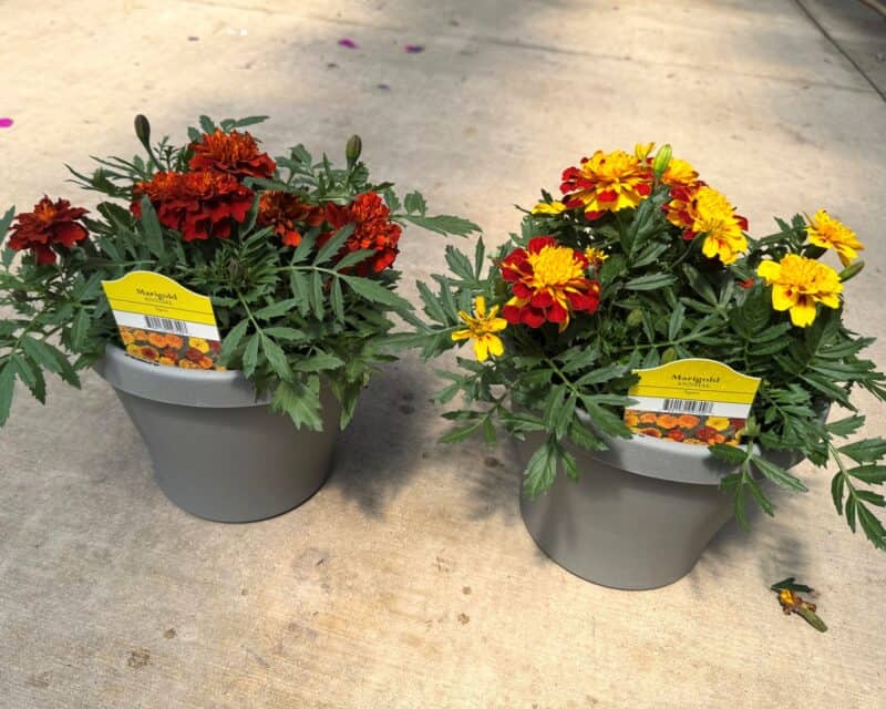 8" Marigold at Countryside Greenhouse