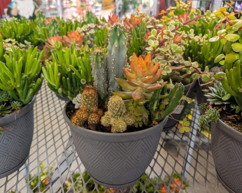 8" Succulent Combo at Countryside Greenhouse