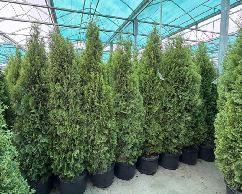 Arborvitae - Emerald Green - 6-7 10 gallon at Countryside Greenhousel