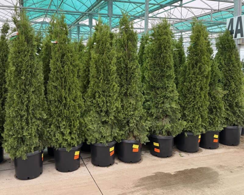 Arborvitae - Emerald Green - 6-7' B&B at Countryside Greenhouse