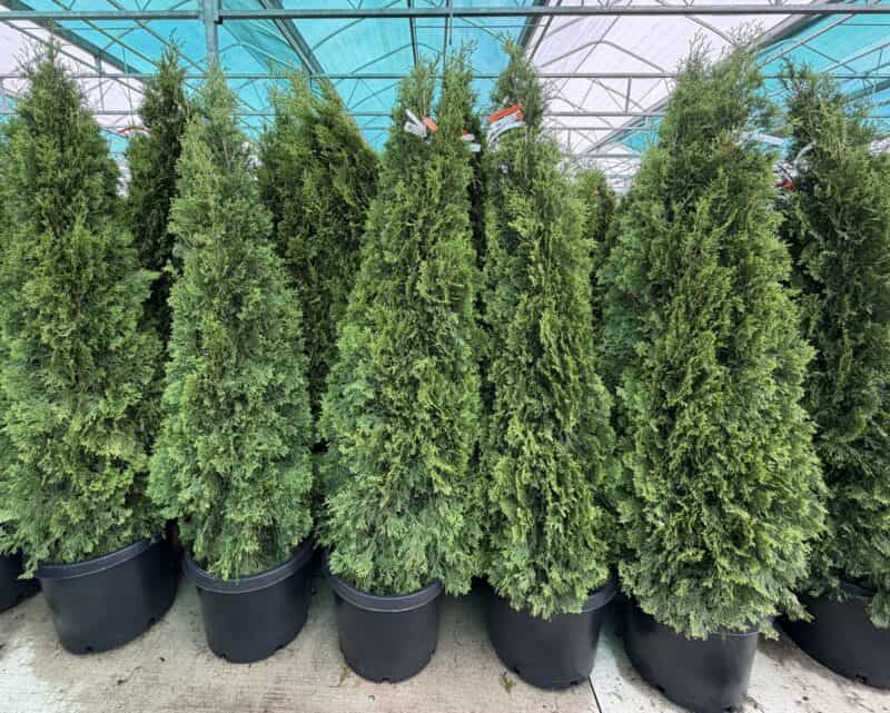 Arborvitae - Emerald Green - 6-7' B&B at Countryside Greenhouse