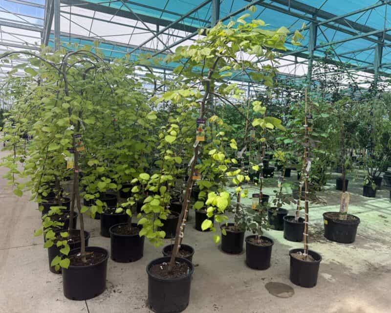 Golden Falls Weeping Redbud at Countryside Greenhouse