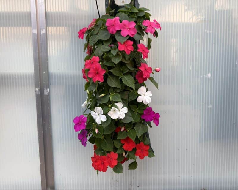Impatien Pouches at Countryside Greenhouse