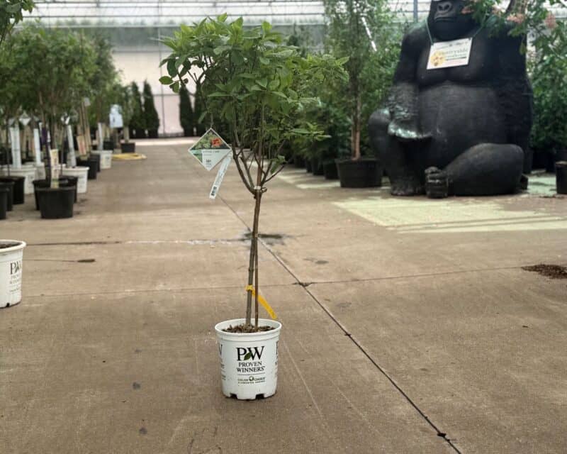 Little Lime Hydrangea Tree at Countryside Greenhouse