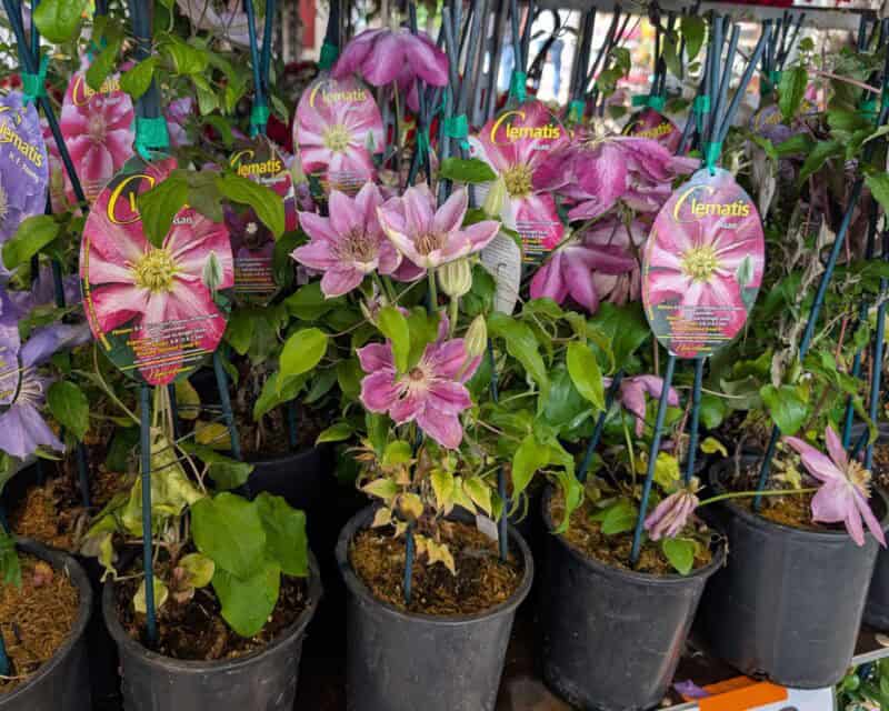 One Gallon Clematis at Countryside Greenhouse