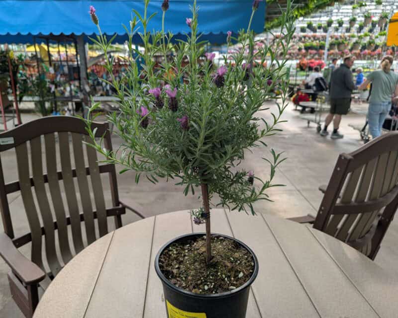 Spanish Lavender Trees at Countryside Greenhouse