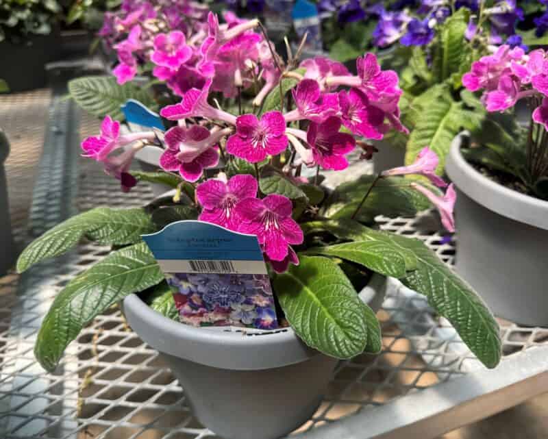 Streptocarpus Ladyslippers at Countryside Greenhouse