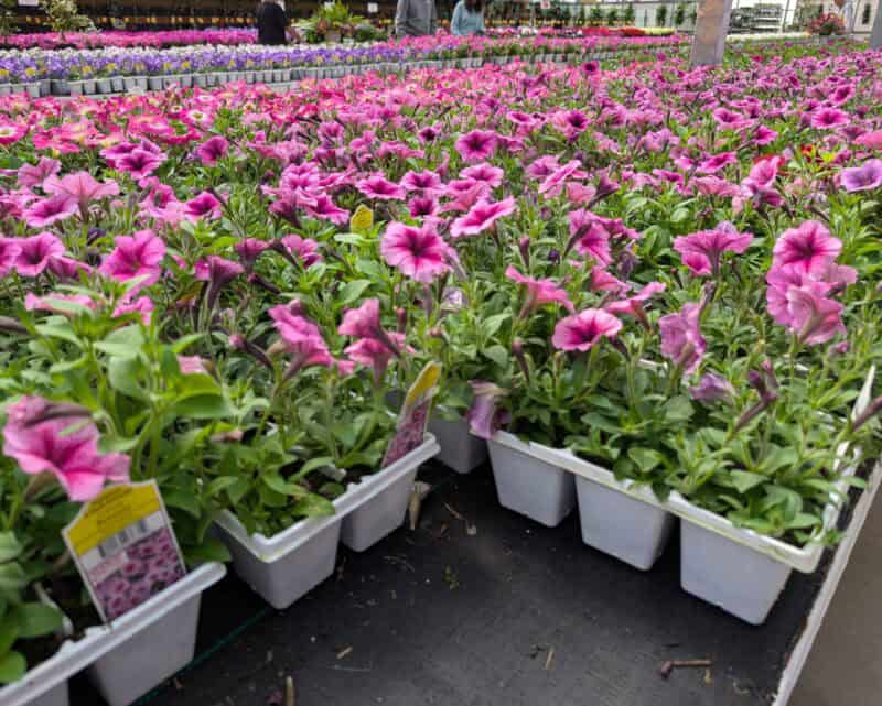 Wave Petunia Six Packs at Countryside Greenhouse