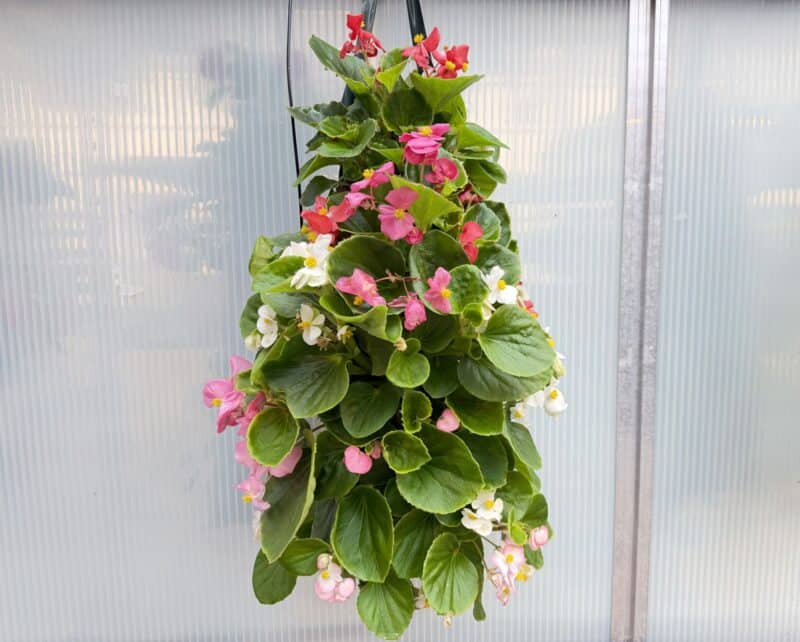 Wax Begonia Pouches at Countryside Greenhouse