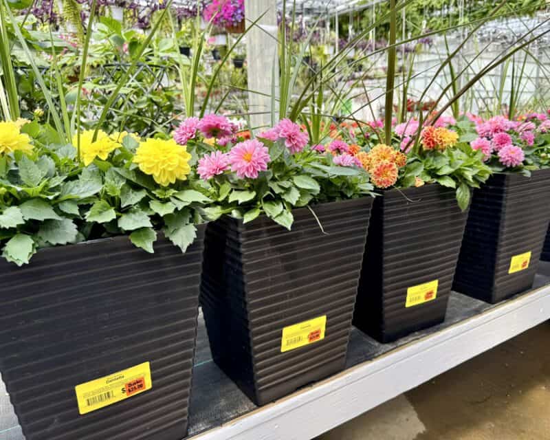 12" Sloan Dahlietta Patio Pots at Countryside Greenhouse