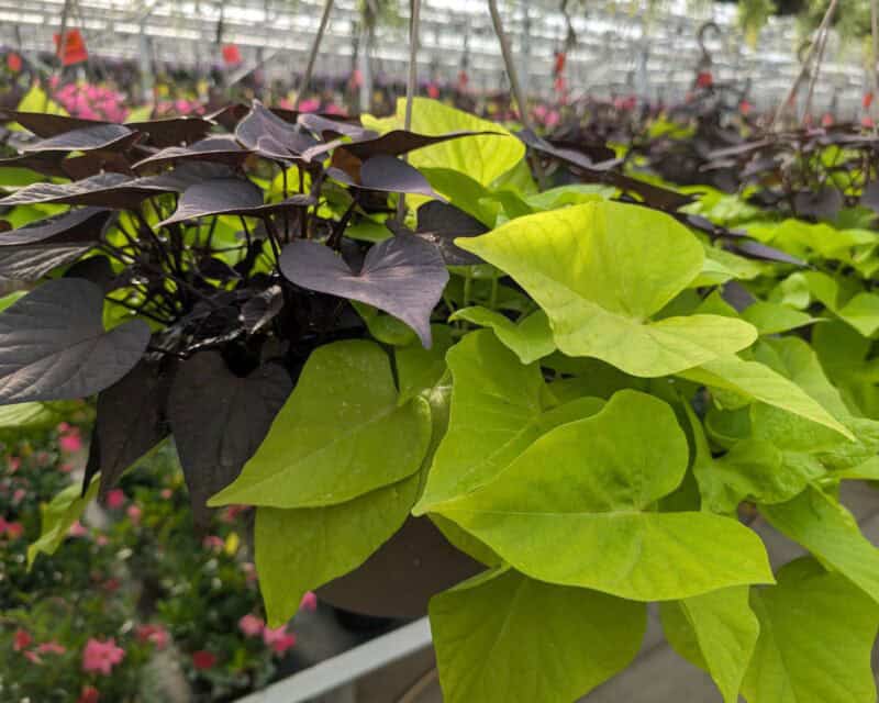 12" Sweet Potato Vine Hanging Baskets at Countryside Greenhouse