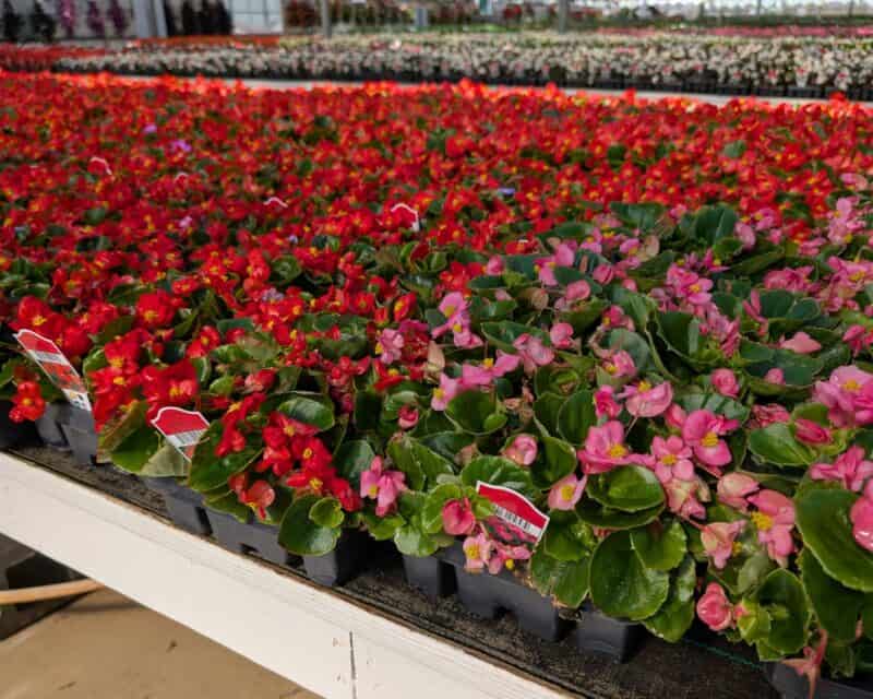 32 Count Annual Flats at Countryside Greenhouse