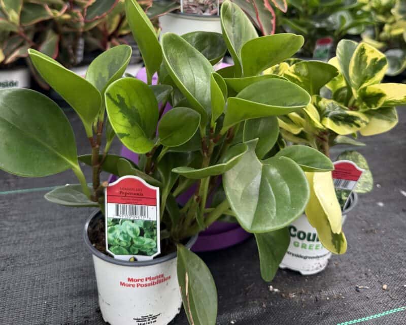 4" Peperomia at Countryside Greenhouse